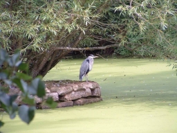 Mr. Heron goes hungry ! click for a larger image