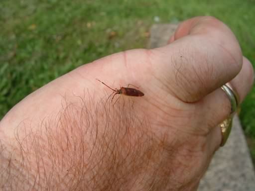 Pantilius tunicatus, click for a larger image