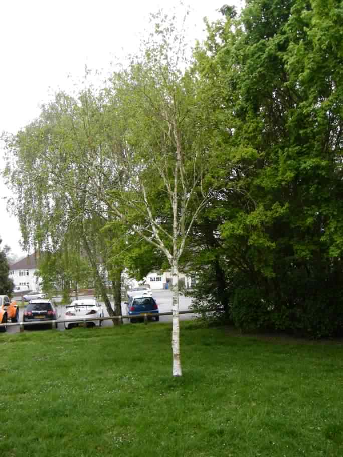 Paper birch - Betula papyrifera, click for a larger image