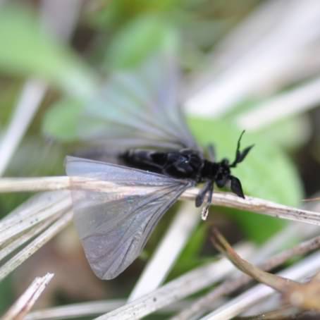 Parasitic insect - Stylops melittae, click for a larger image, photo licensed for reuse CCASA3.0