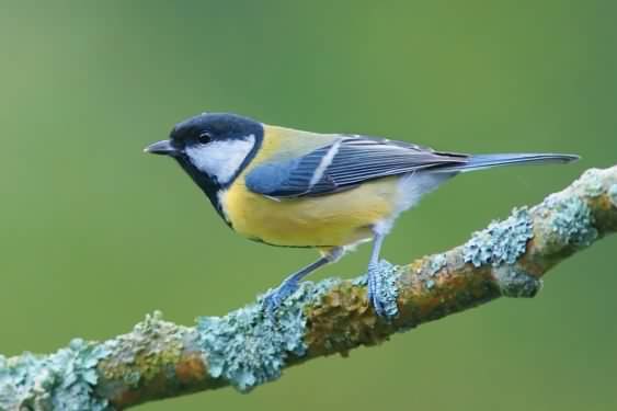 Great Tit - Parus major newtoni, click for a larger image, photo licensed for reuse CCASA2.5