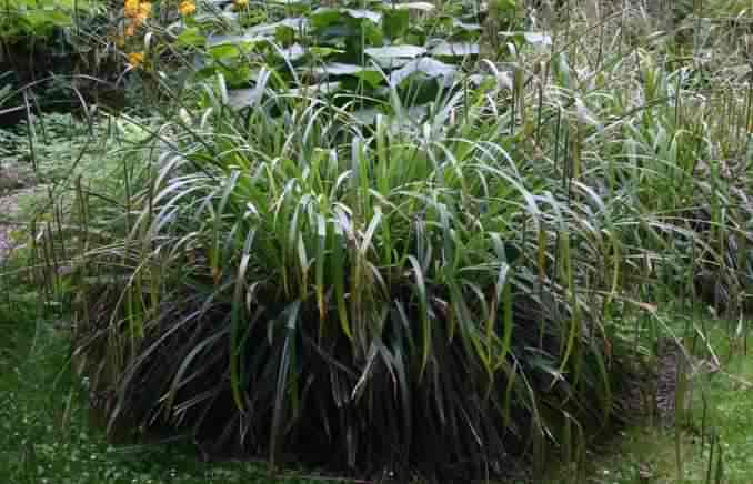 Pendulous Sedge - Carex pendula, click for a larger image, photo licensed for reuse CCASA3.0