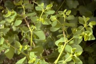 Petty Spurge - Euphorbia peplus, click for a larger image, photo licensed for reuse CCASA3.0