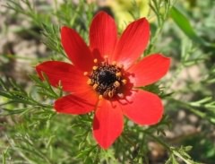 Pheasant’s Eye - Adonis annua, click for a larger image, photo licensed for reuse CCASA3.0