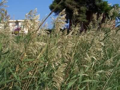 Common Reed - Phragmites Australis, click for a larger image, photo licensed for reuse CCBYNC3.0