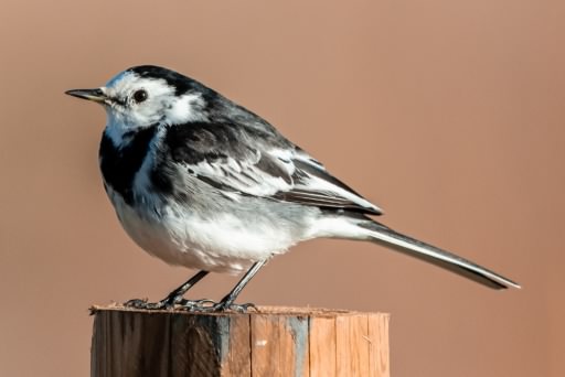 White Wagtail - Motacilla alba ssp yarellii, species information page