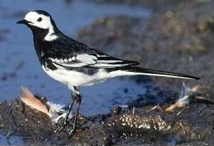 Pied Wagtail - Motacilla alba ssp yarellii