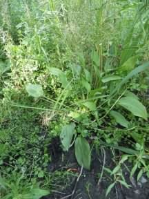 Water-plantain - Alisma plantago-aquatica, click for a larger image