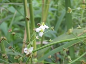 Water-plantain - Alisma plantago-aquatica, click for a larger image