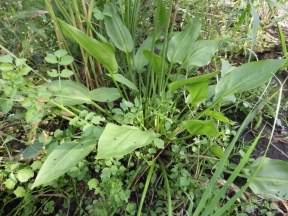 Water-plantain - Alisma plantago-aquatica