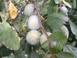 White Bullace (Green Damson) - Prunus domestica insititia, click for a larger image