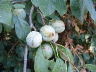 White Bullace (Green Damson) - Prunus domestica insititia, click for a larger image