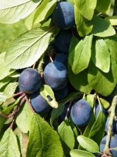 Damson - Prunus domestica, click for a larger image