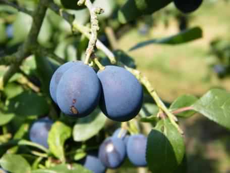 Damson - Prunus domestica, click for a larger image