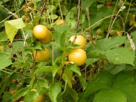 Greengage - Prunus domestica italica, click for a larger image