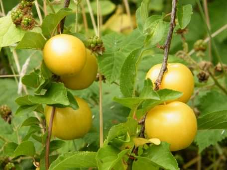 Greengage - Prunus domestica italica, click for a larger image, licensed for reuse NCSA3.0