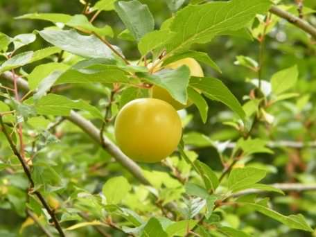 Greengage - Prunus domestica italica, click for a larger image