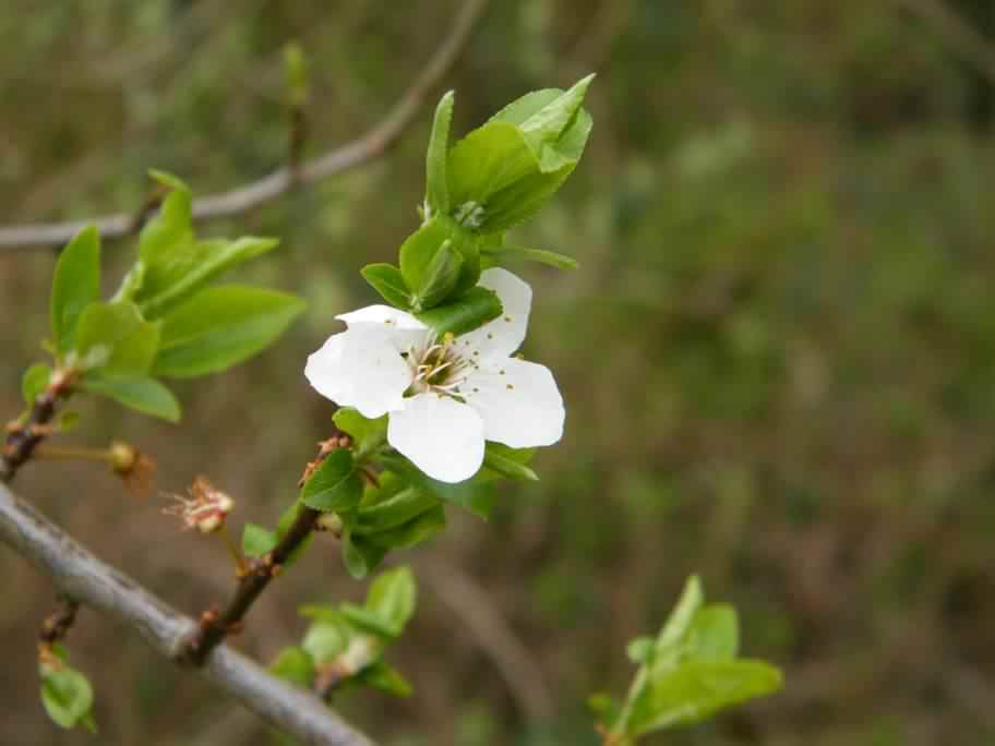 Greengage - Prunus domestica italica, click for a larger image