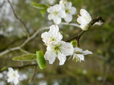 Victoria Plum - Prunus domestica Victoria, click for a larger image