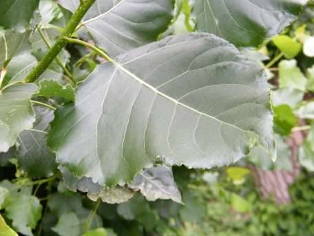 Hybrid Black Poplar - Populus x canadensis, click for a larger image