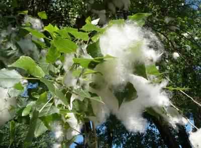 Poplar seed tufts, click for a larger image, image is in the public domain