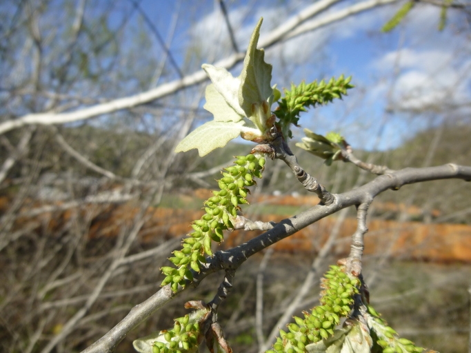 White Poplar - Populus alba, click for a larger image, licensed for reuse CCBYNC3.0