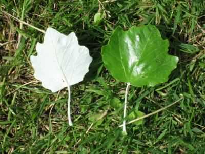 White Poplar - Populus alba, click for a larger image, photo licensed for reuse CCASA3.0