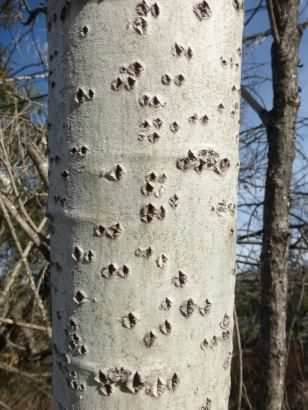 White Poplar - Populus alba, click for a larger image, licensed for reuse CCBY-NC3.0