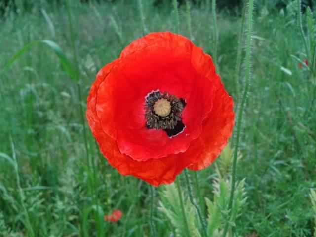 Common Poppy - Papaver rhoeas, click for a larger image