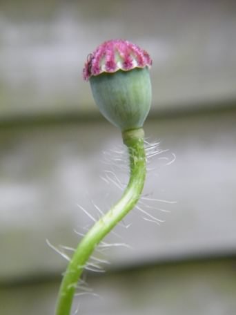 Common Poppy - Papaver rhoeas, click for a larger image