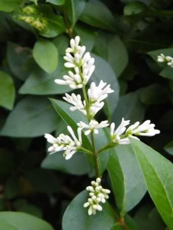 Privet - Ligustrum vulgare, click for a larger image