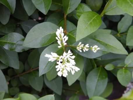 Privet - Ligustrum vulgare, click for a larger image