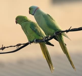 Ring Necked Parakeet - Psittacula krameri, click for a larger image, photo licensed for reuse CCASA3.0