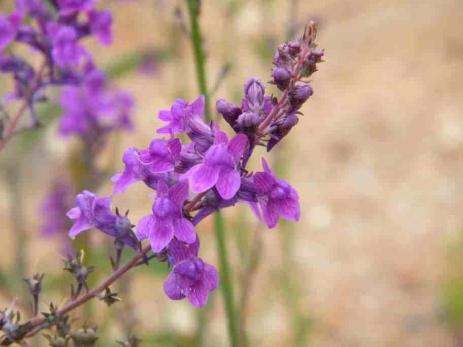 Purple Toadflax - Linaria purpurea, click for a larger image