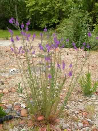 Purple Toadflax - Linaria purpurea, click for a larger image