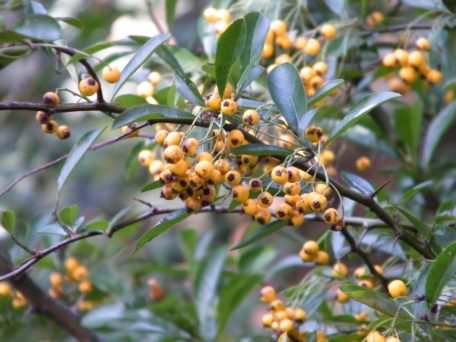 Pyracantha - "Orange Charmer", click for a larger image