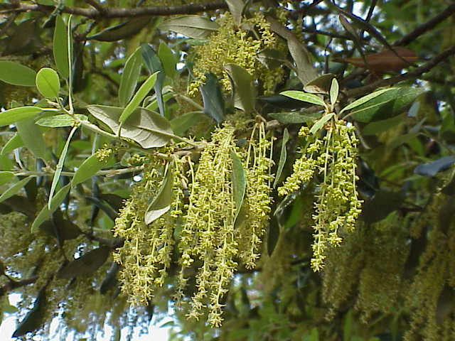 Holm Oak catkins, click for a larger image, photo licensed for reuse CCASA3.0