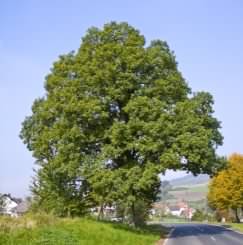 Sessile Oak - Quercus petraea, click for a larger image, photo licensed for reuse CCASA2.5