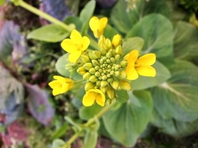 Oilseed Rape - Brassica napus, click for a larger image, licensed for reuse CCASA3.0