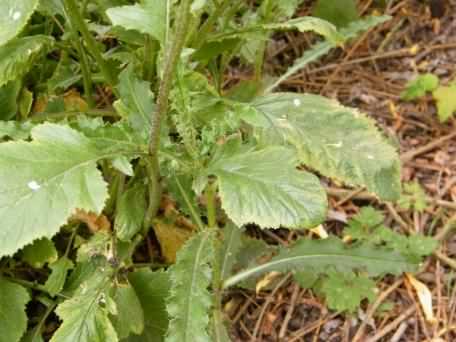 Oilseed Rape - Brassica napus, click for a larger image