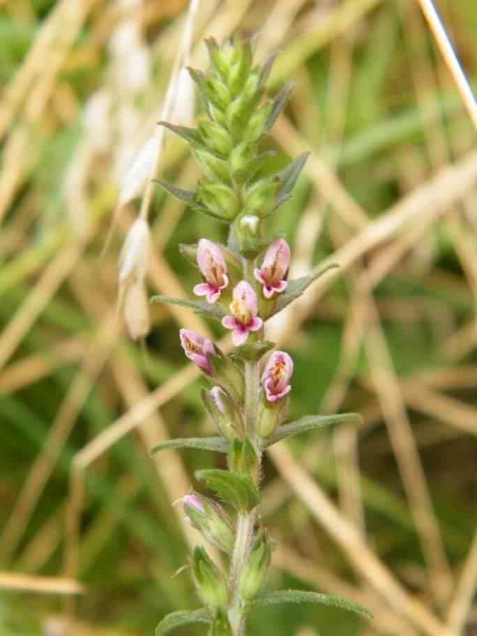 Red Bartsia - Odontites vernus, click for a larger image