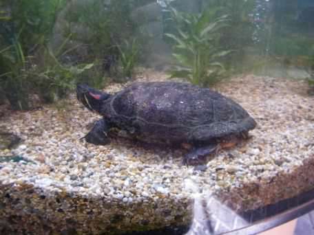 Red Eared Terrapin - Trachemys scripta elegans, click for a larger image