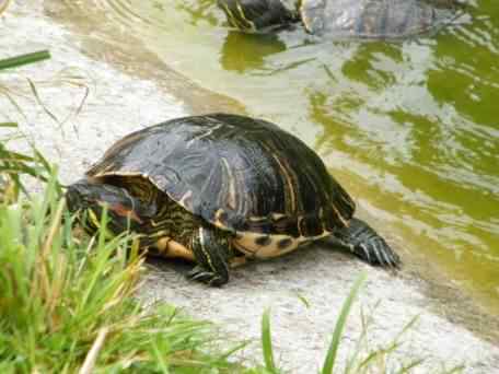 Red Eared Terrapin - Trachemys scripta elegans, species information page