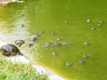 Red Eared Terrapin - Trachemys scripta elegans, click for a larger image