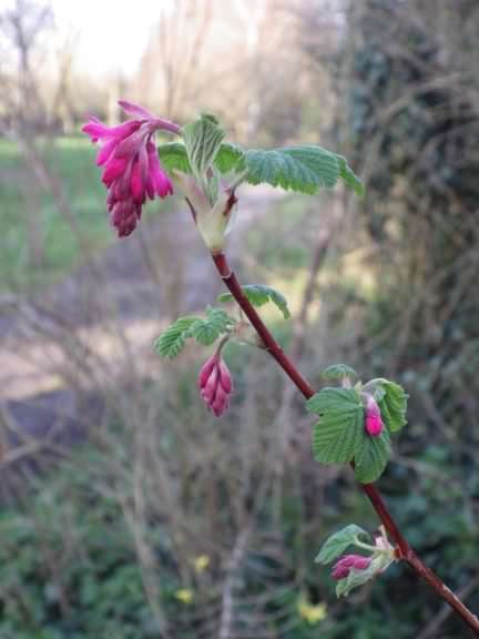 Red Flowering Currant - Ribes Sanguineum, click for a larger image