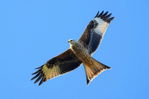 Red Kite - Milvus milvus, click for a larger image, ©2020 Colin Varndell, used with permission