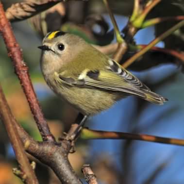 Goldcrest - Regulus regulus, click for a larger image, photo licensed for reuse GFDL1.2