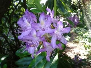 Rhododendron - Rhododendron ponticum, click for a larger image