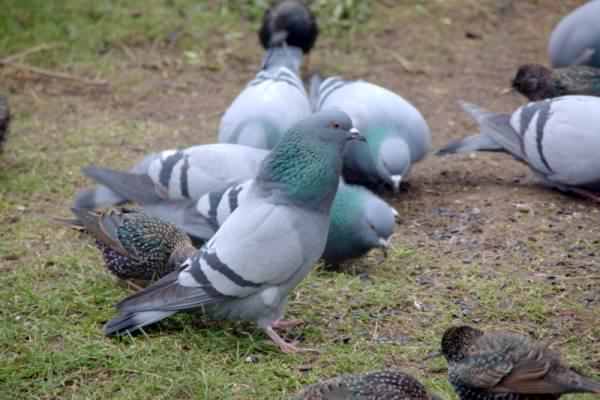 Rock Dove - Columba livia, click for a larger image, licensed for reuse CCASA2.0
