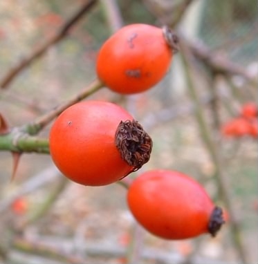 Sweet Briar - Rosa rubiginosa